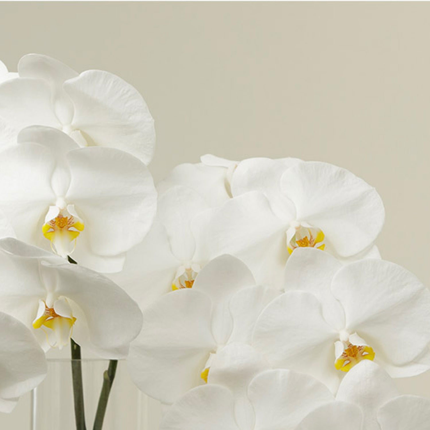 Blanco Orchid Stems With Vase