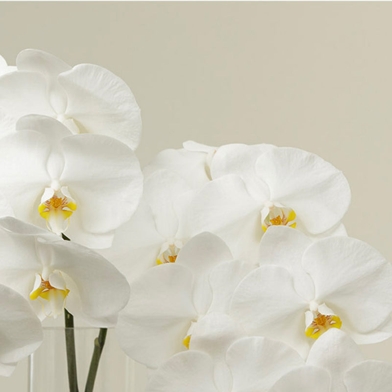 Blanco Orchid Stems With Vase