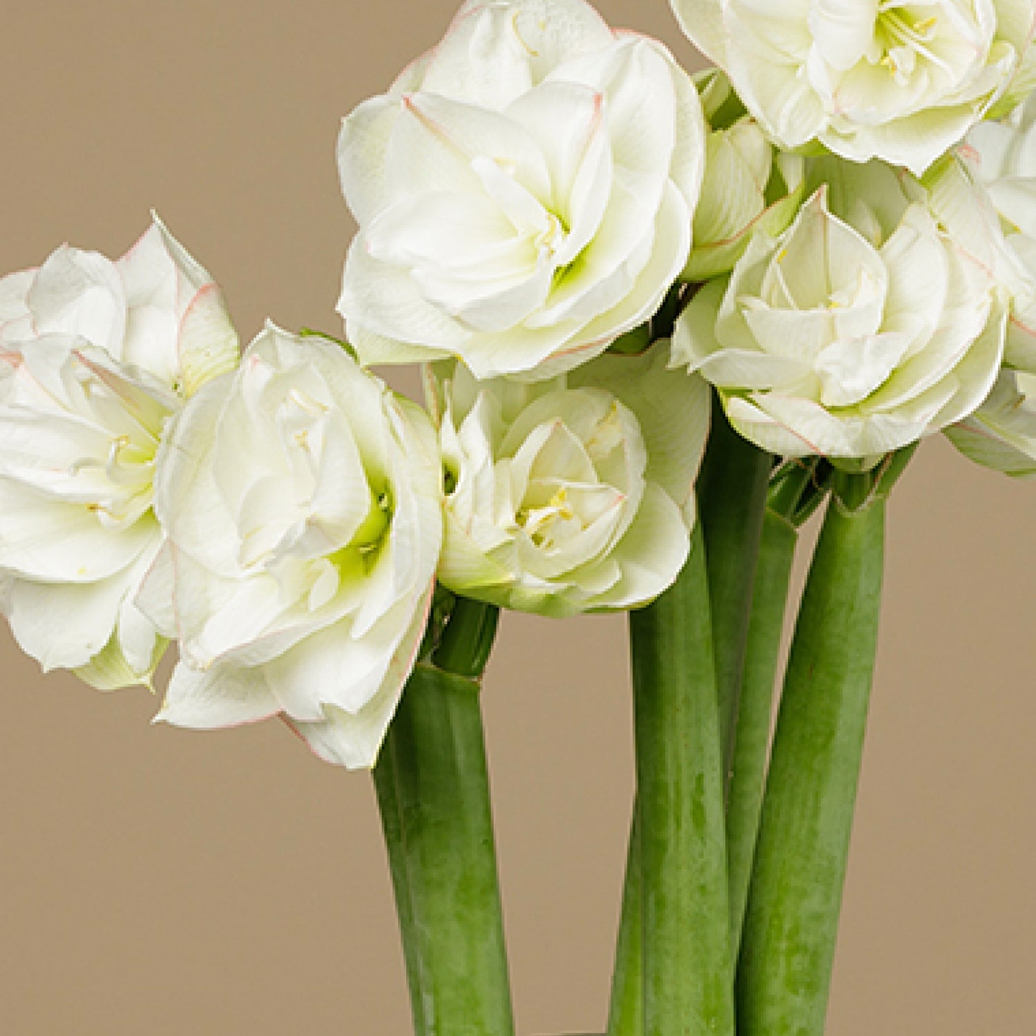 Tripple Petal Amaryllis