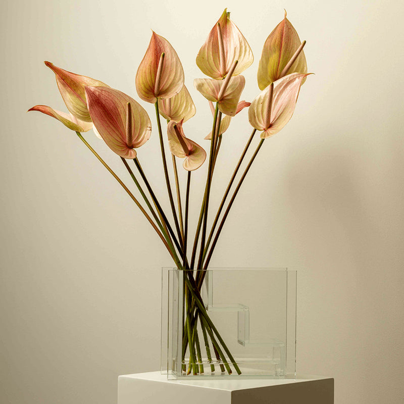 anthurium bouquet dubai Anthurium Lybra – GO FLOWER