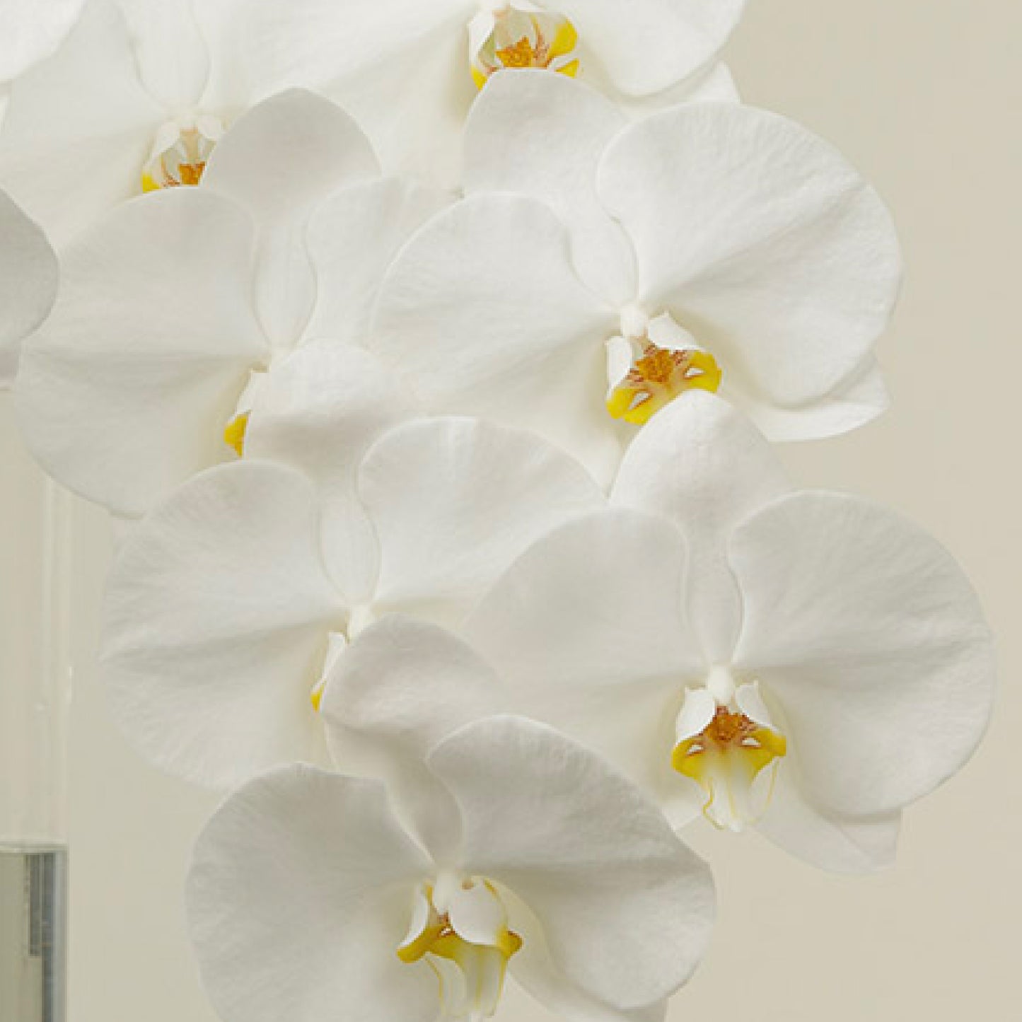 Blanco Orchid Stems With Vase