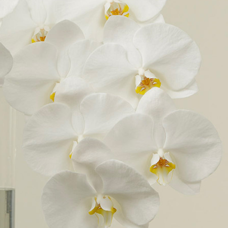 Blanco Orchid Stems With Vase