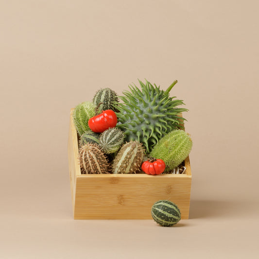 A Box of creatures