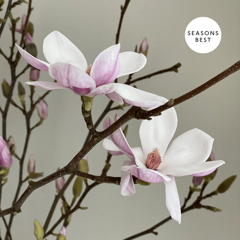 Magnolia Branches
