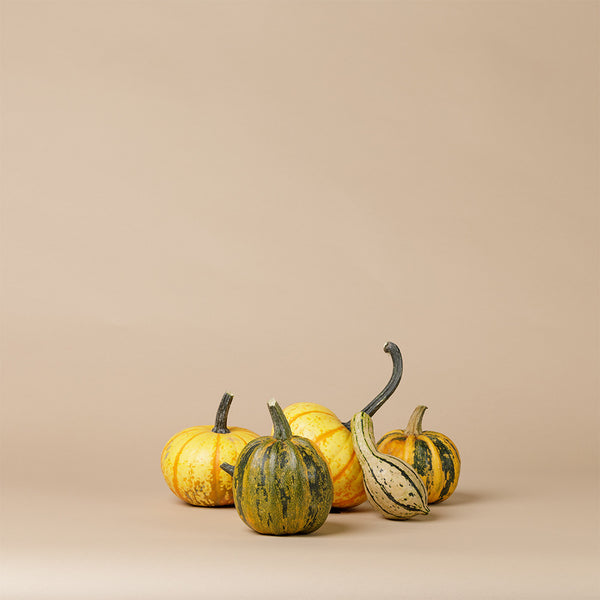 Couture Pumpkin (Set Of 7)