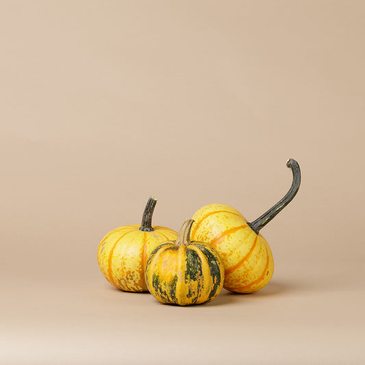 Couture Pumpkin (Set Of 3)