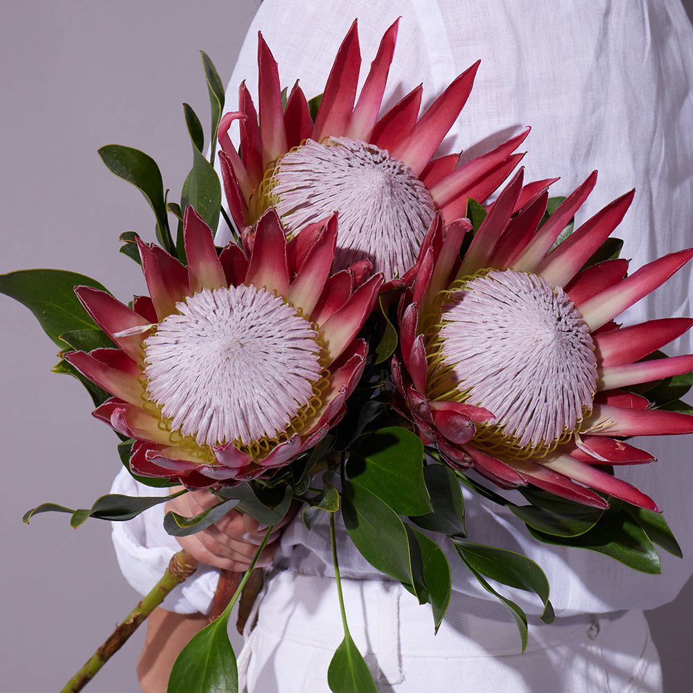 Queen Protea