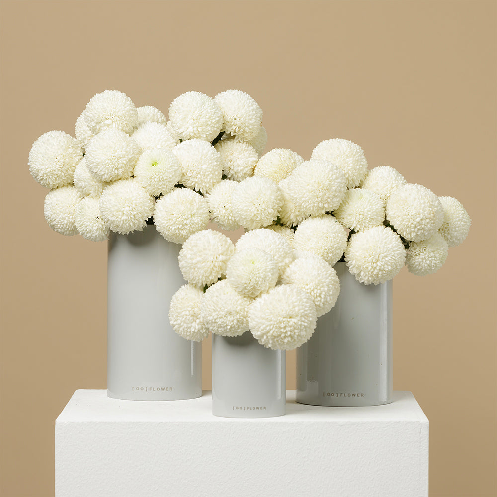 Chrysanthemum Snow Balls