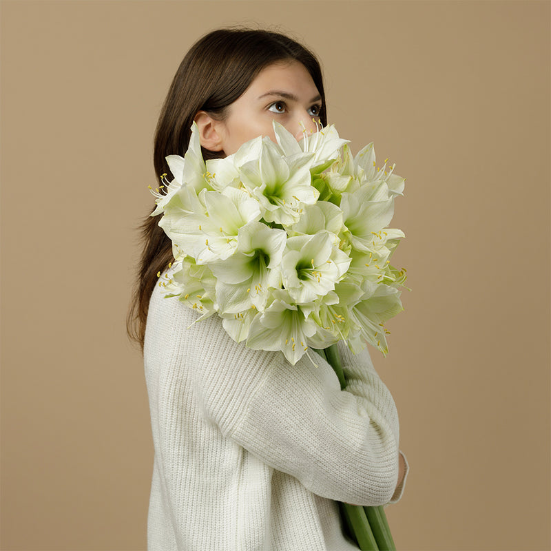 Mont Blanc Amaryllis