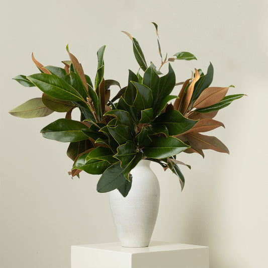 Magnolia Leaves