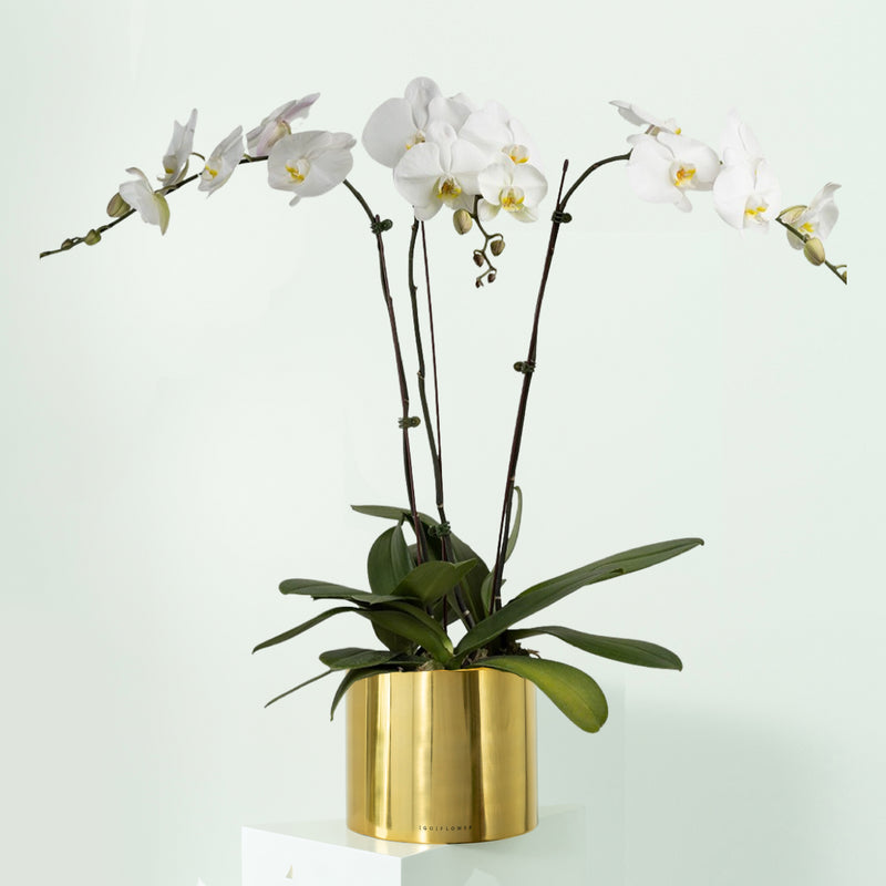 Orchid  Tripple
