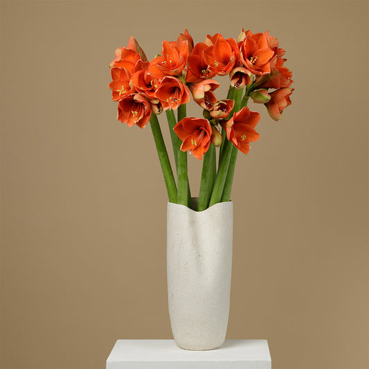 Naranja Amaryllis