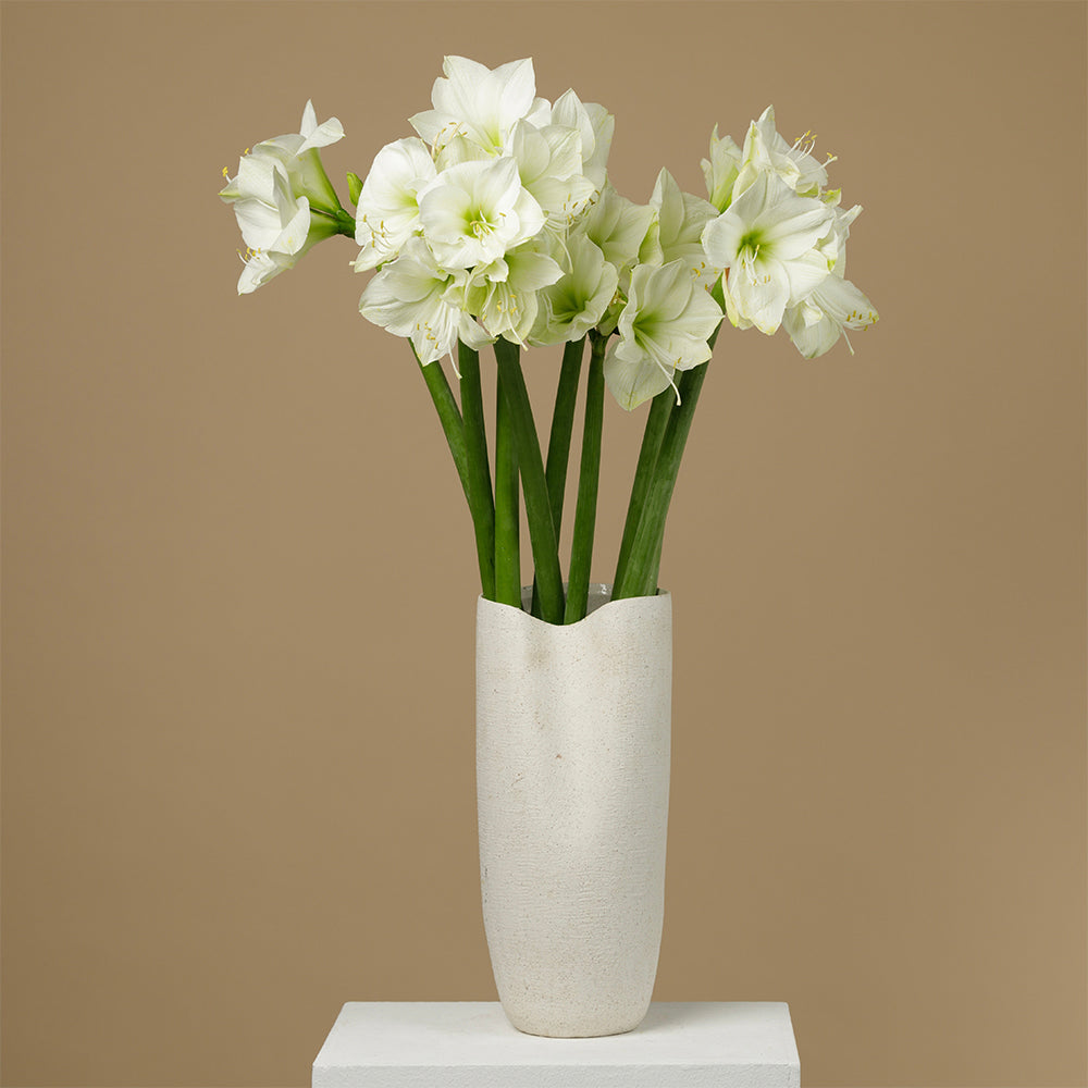 Mont Blanc Amaryllis