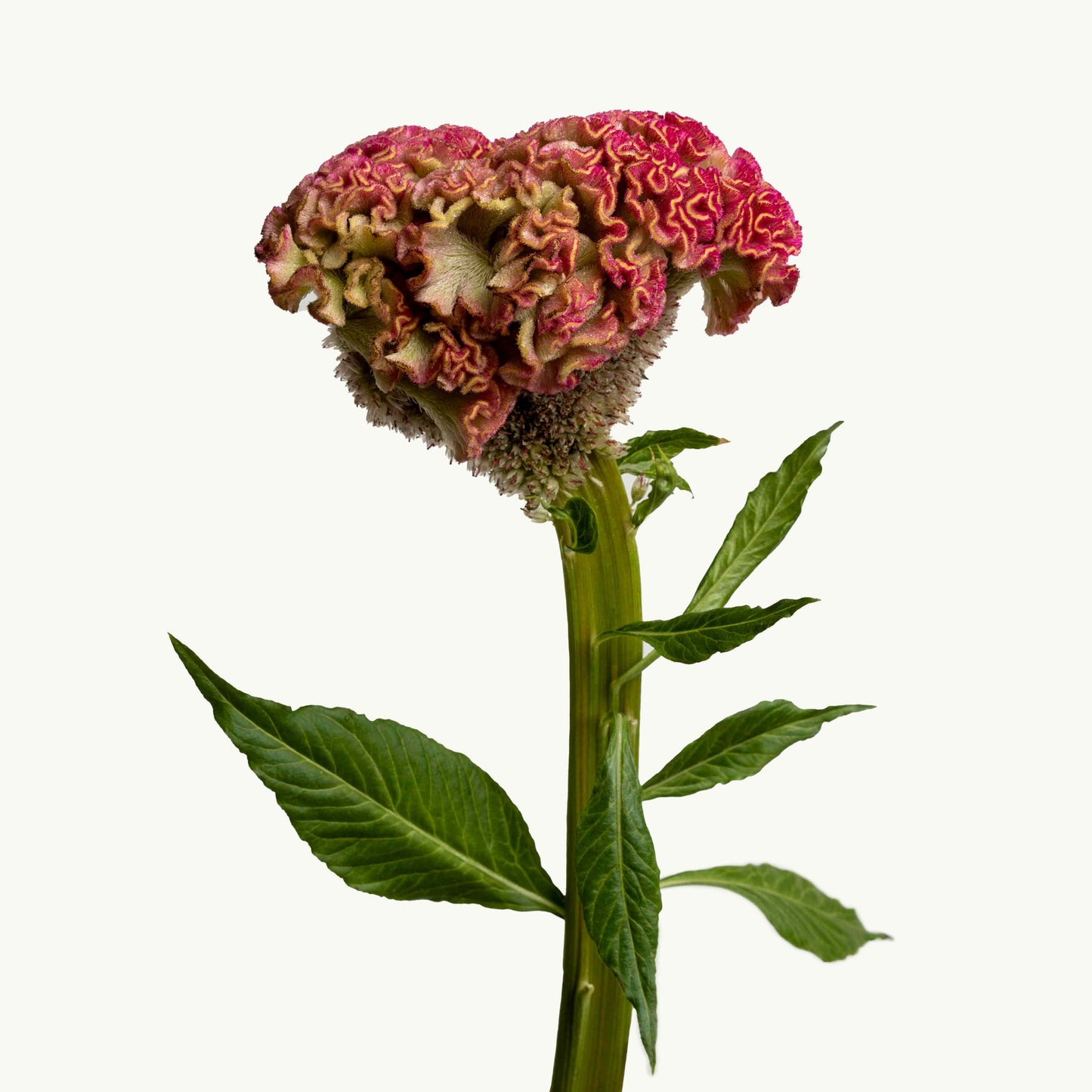 Mystic Celosia