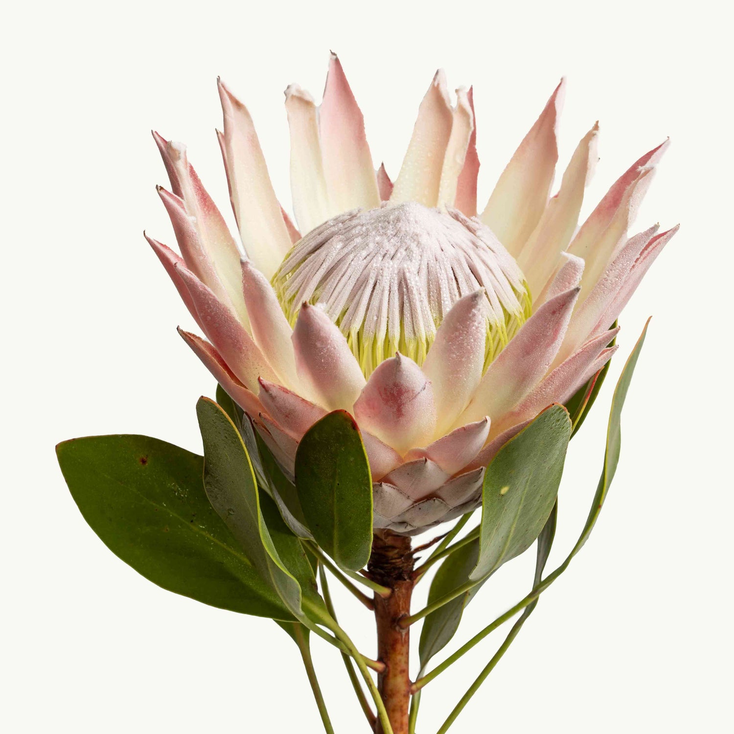 King Protea