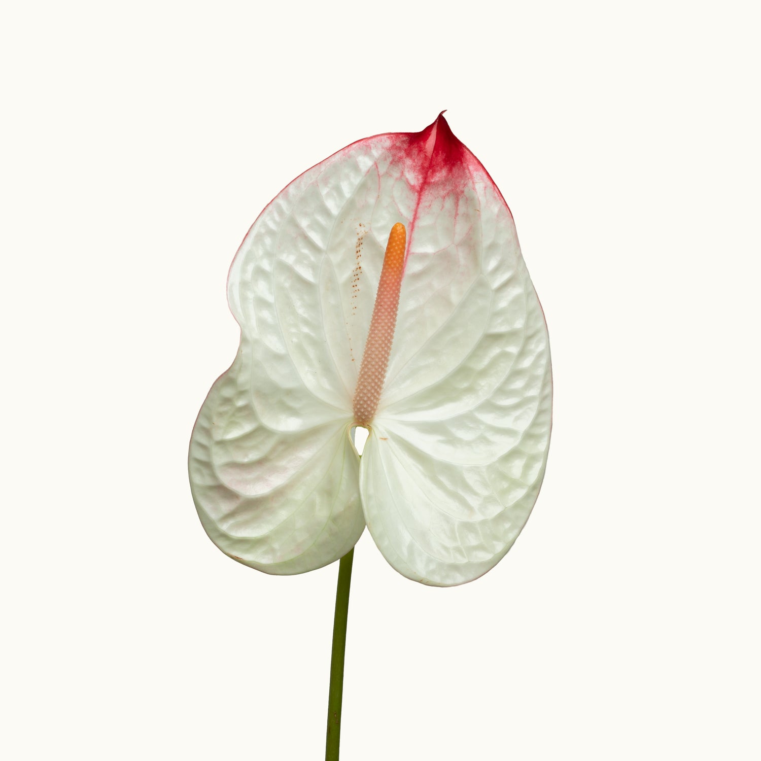 Anthurium Lybra