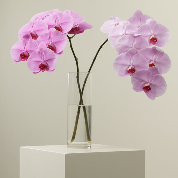 Purple Skies Orchid Stems With Vase
