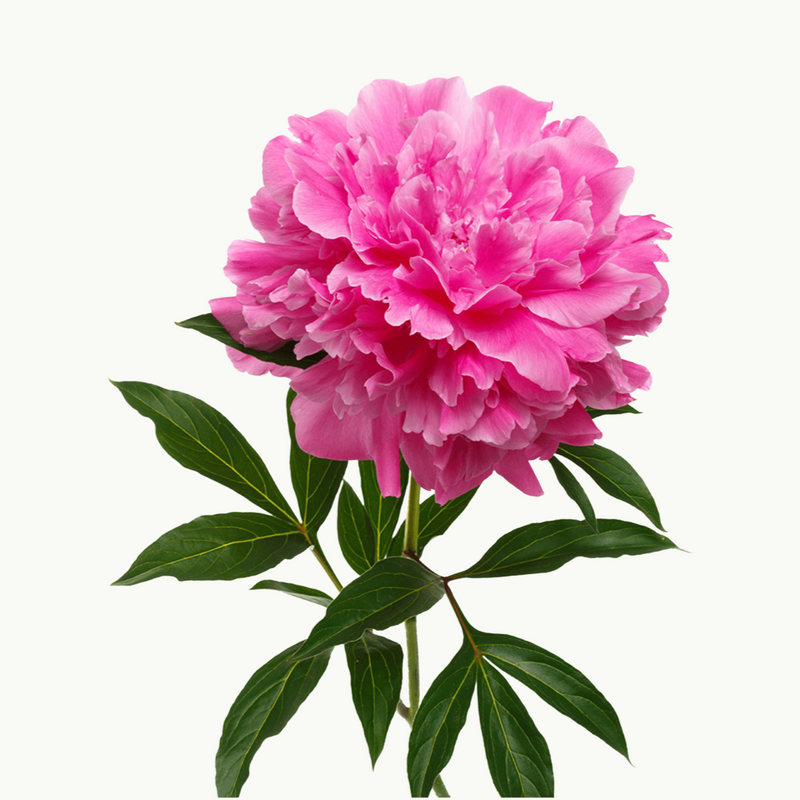4 week Peony Subscription - Complimentary Signature Vase