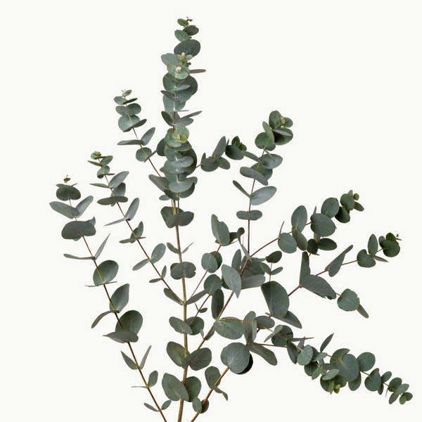 Eucalyptus Cinera Giant Bunch
