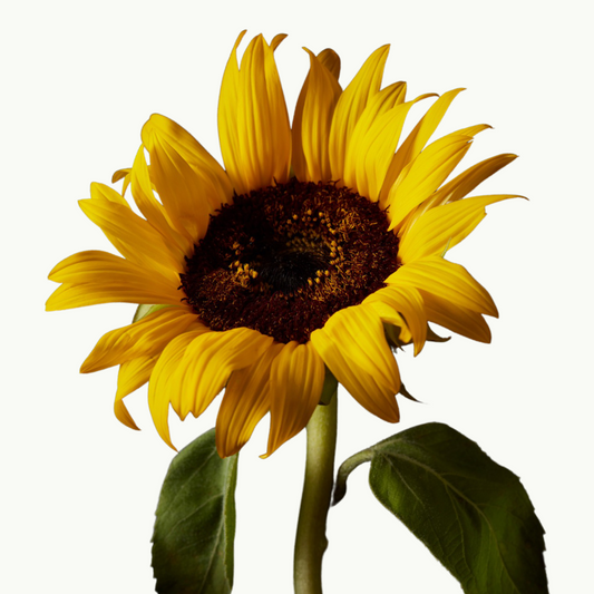 Sunflower Bob Marley / 20 Stems / 50cm
