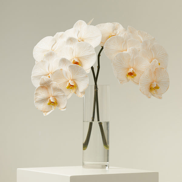 Painted Caramel Orchid Stems With Vase