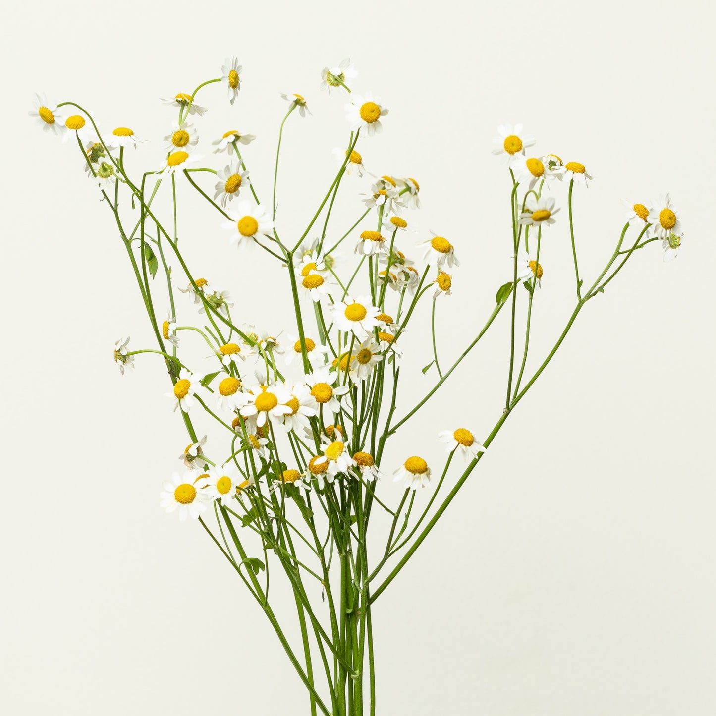 Chamomile