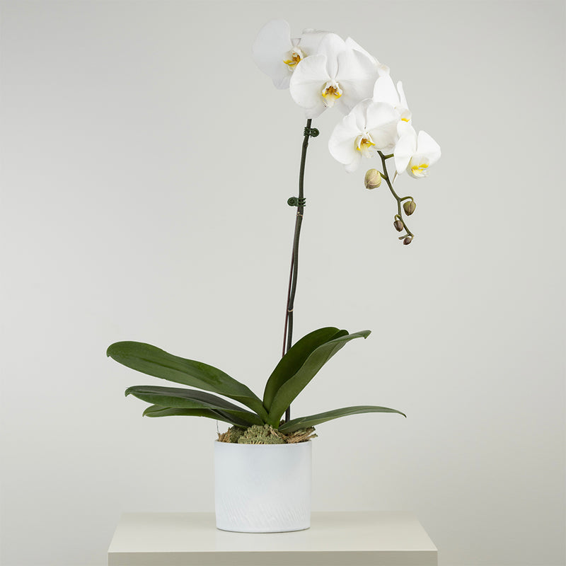 Phalaenopsis Orchids