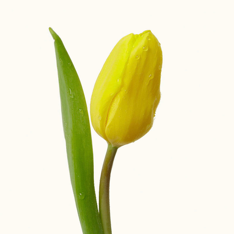 Strong Canary Tulips