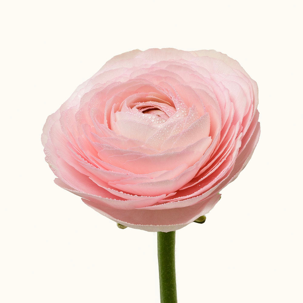 Cloni Hanoi Blush Ranunculus