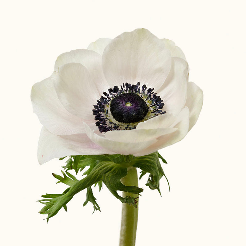 Ecru White Super Anemone