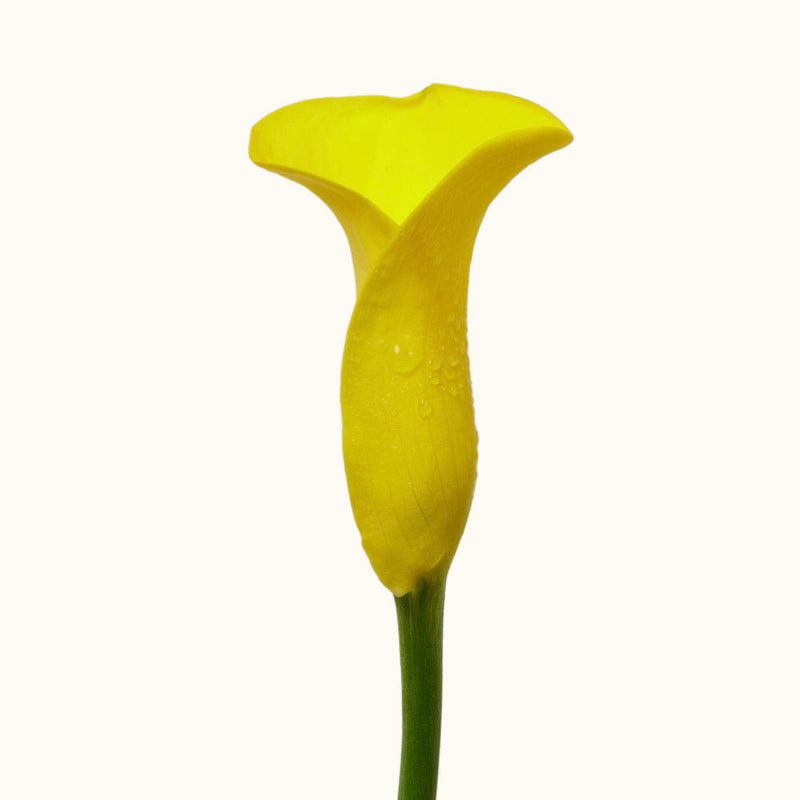 Striking Yellow Calla Lily