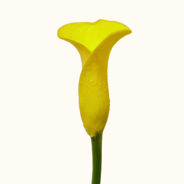 Striking Yellow Calla Lily