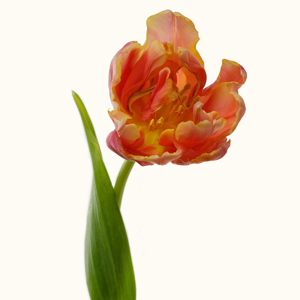 Dancing Salsa Tulips