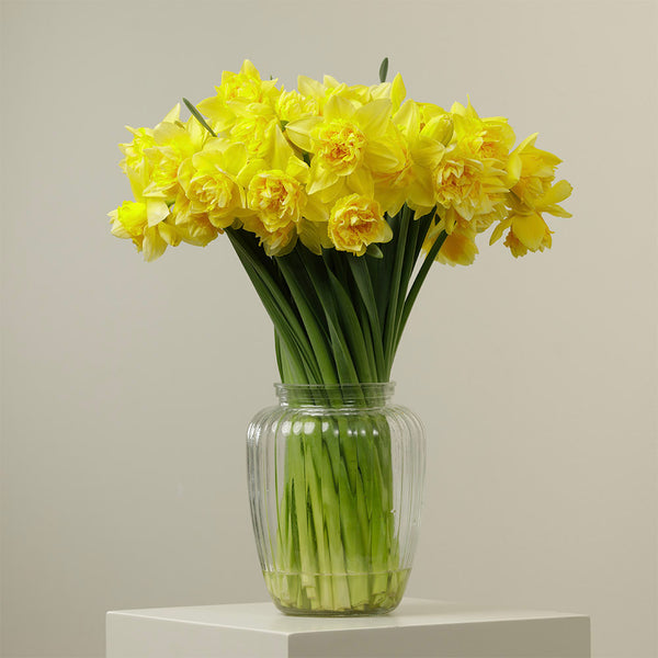 Triple Deluxe Daffodil
