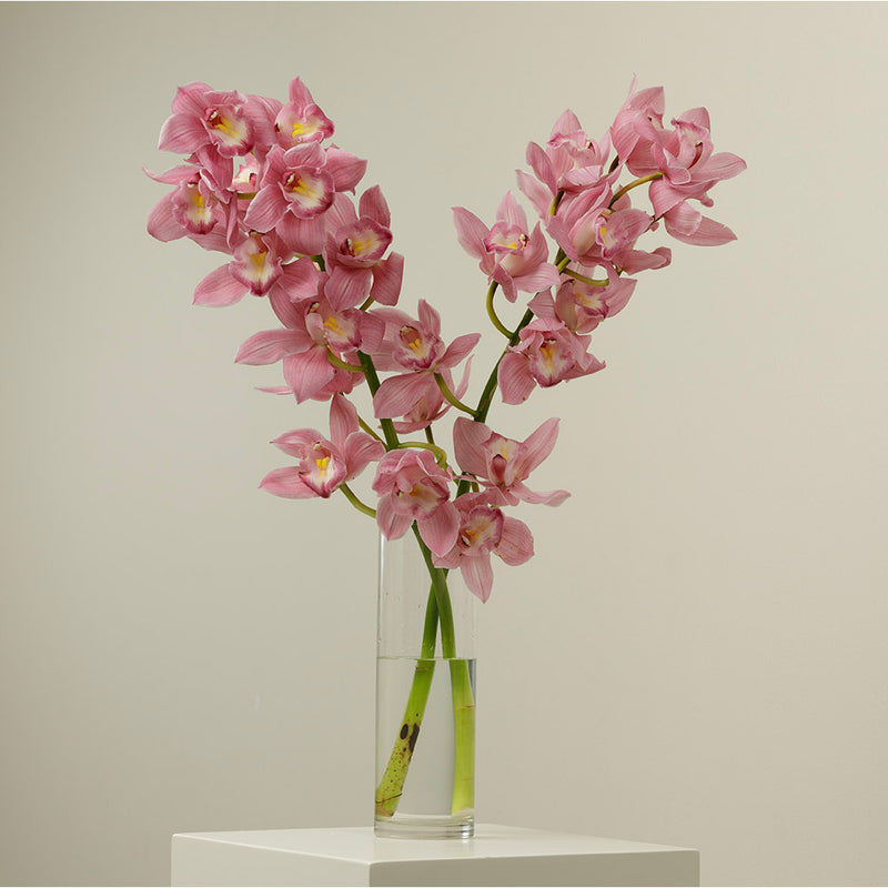 Dusky Pink Cymbidium Stems With Vase