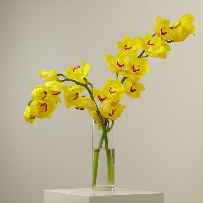 Canary Cymbidium Stems With Vase