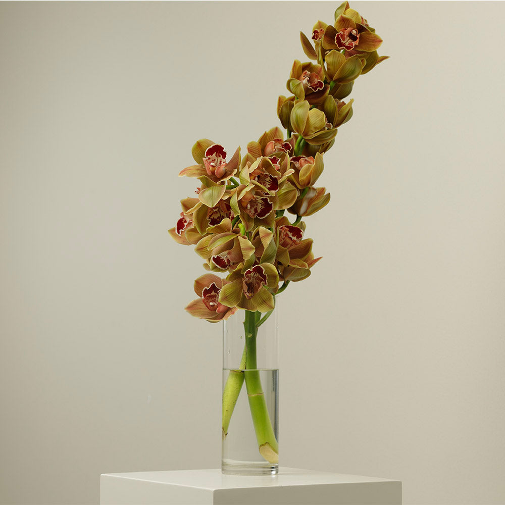 Toffee Cymbidium Stems With Vase