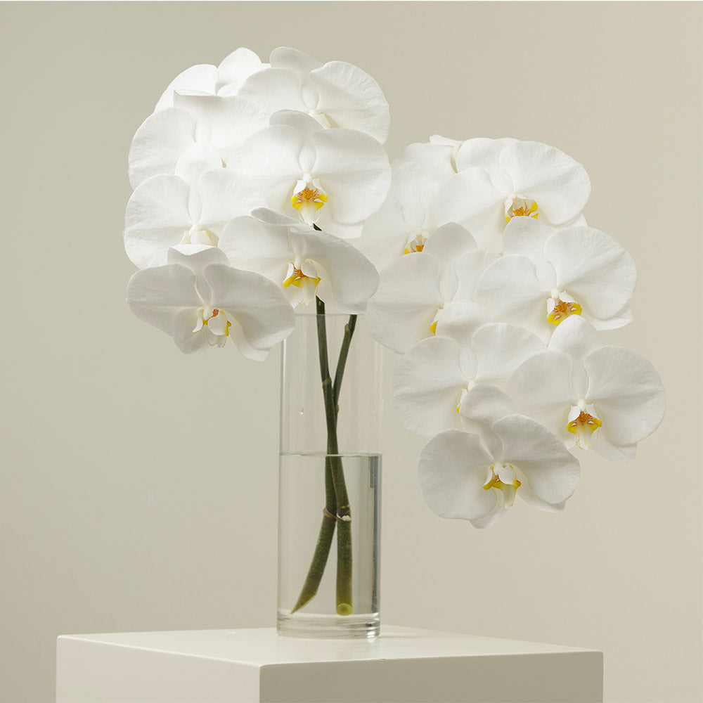 Blanco Orchid Stems With Vase