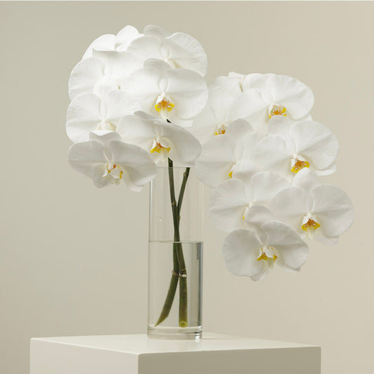 Blanco Orchid Stems With Vase