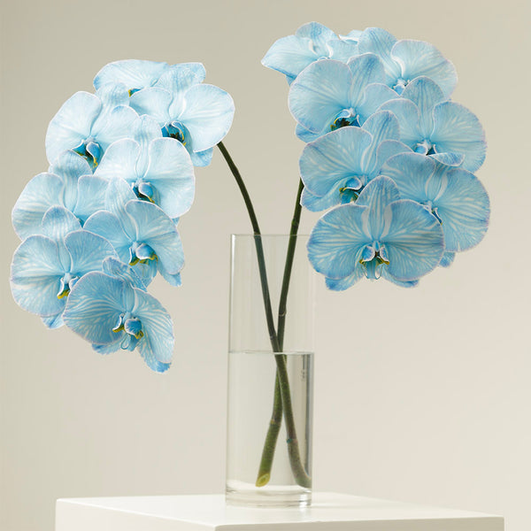 Cobalt Orchid Stems With Vase