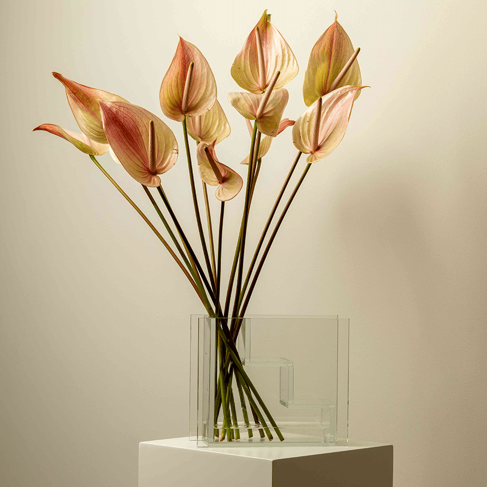 Nude Anthurium