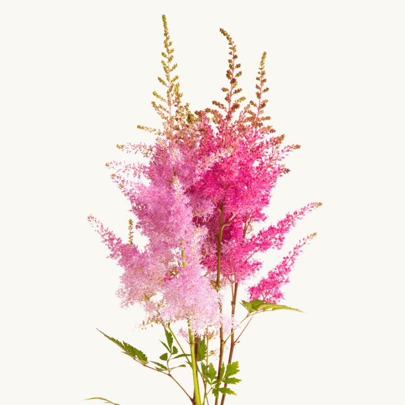 Astilbe