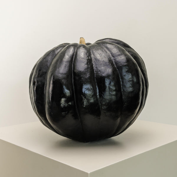 Black Pumpkin Kelly (Medium)