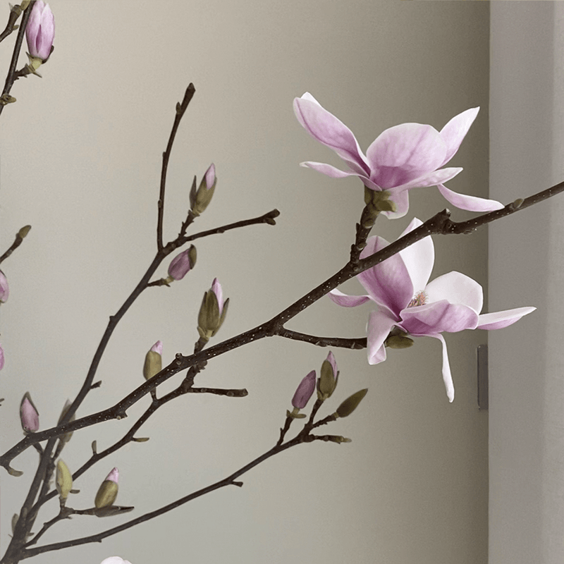 Magnolia Branches