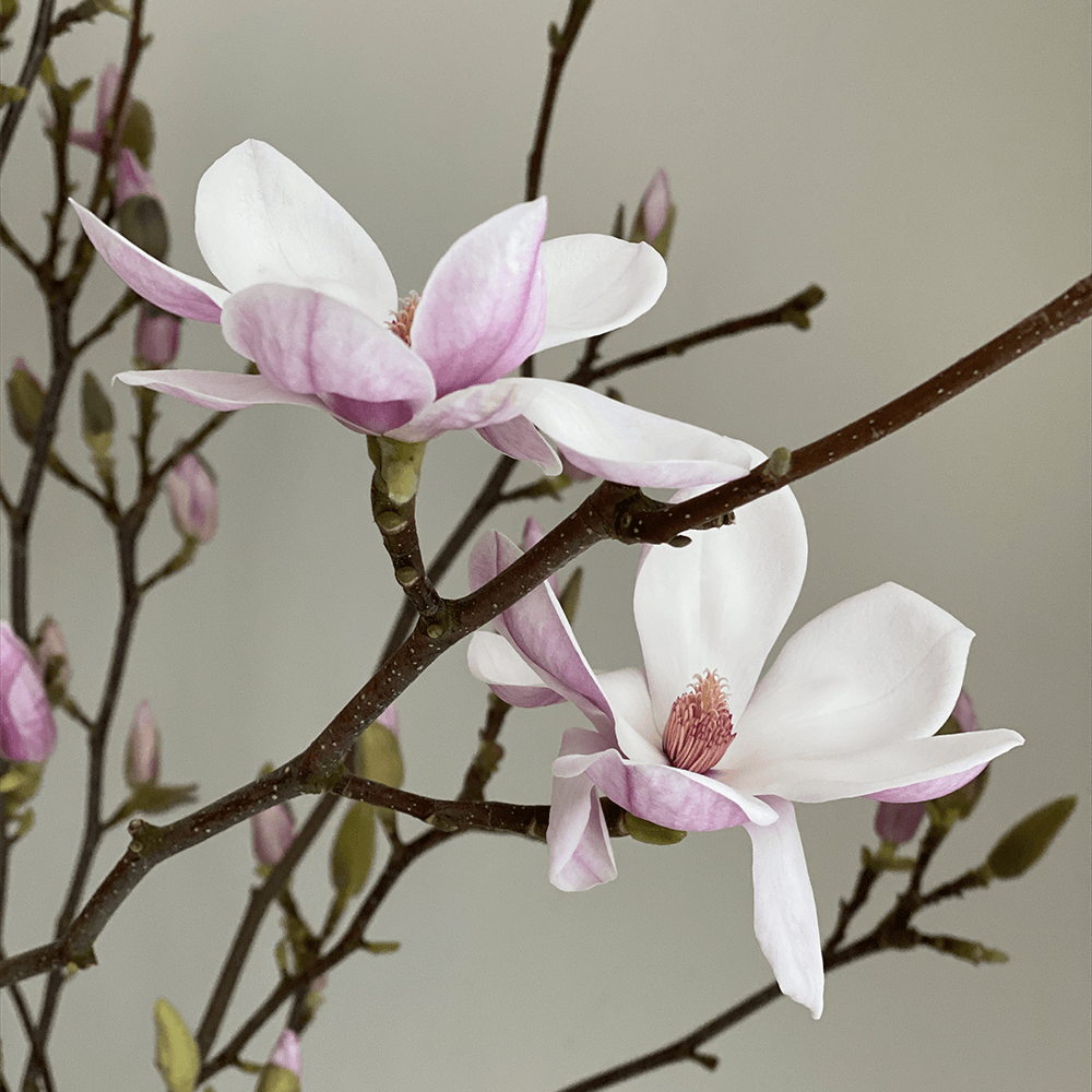 Magnolia Branches