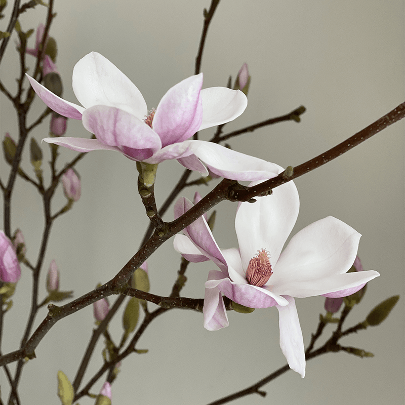 Magnolia Branches