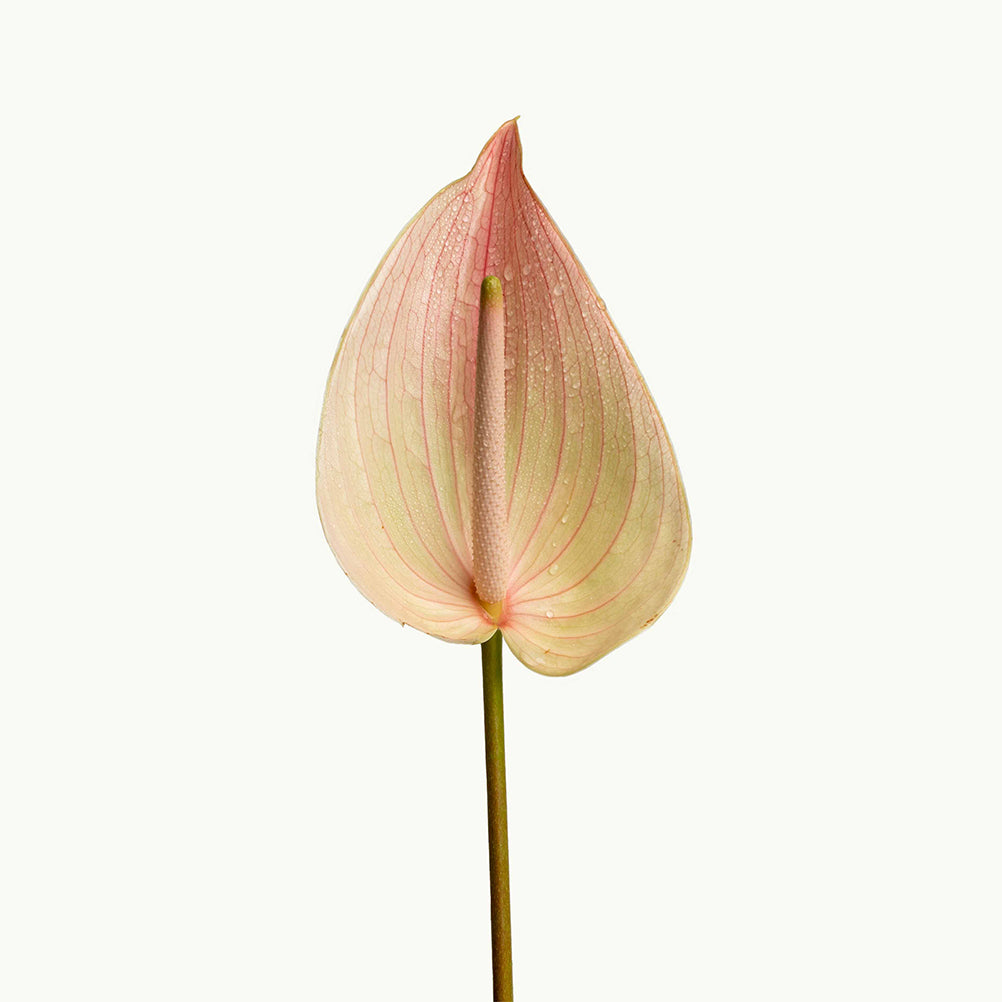 Nude Anthurium