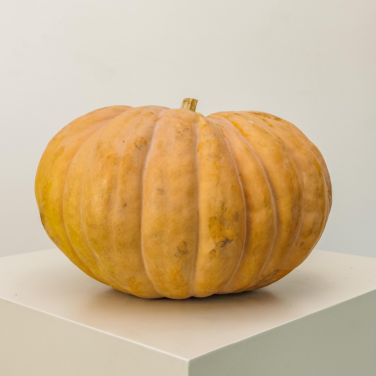 Fairytale Pumpkin Medium
