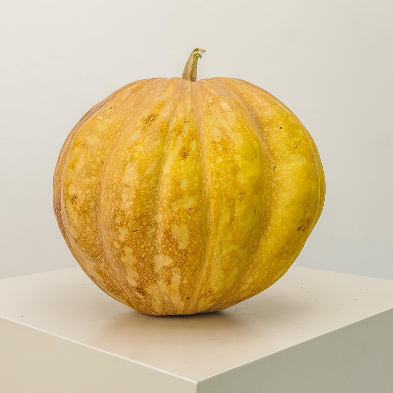 Fairytale Pumpkin Large