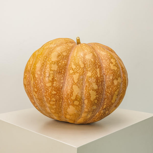 Fairytale Pumpkin Extra Large